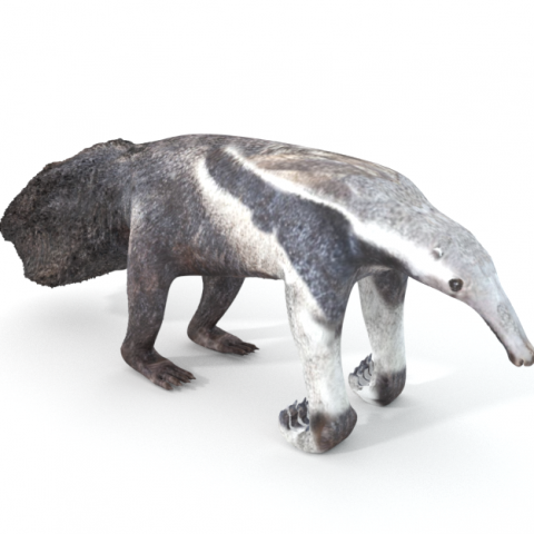 anteater Model 3D .c4d .max .obj .3ds .fbx .stl .blend 