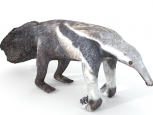 anteater 3D Model