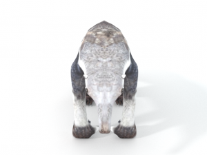 anteater Model 3D