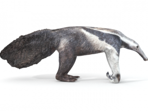 anteater Model 3D