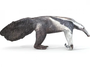 anteater 3D Model