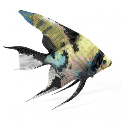 scalar fish Modelo 3D .c4d .max .obj .3ds .fbx .stl .blend 