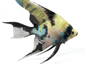 अदिश मछली 3D मॉडल