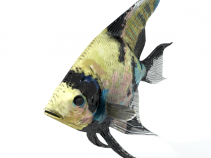scalar fish Modelo 3D