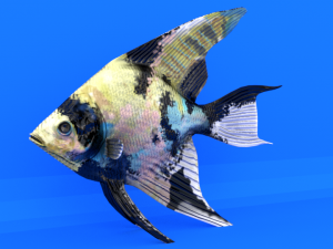 scalar fish Modelo 3D