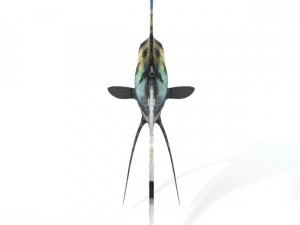 scalar fish Modelo 3D