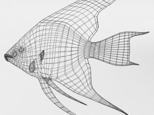 scalar fish Modelo 3D