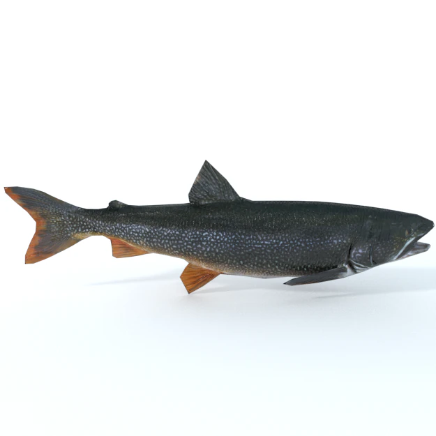 trout 3D Model .c4d .max .obj .3ds .fbx .stl .blend 