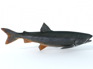 trout 3D Model