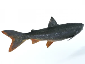 trout 3D Model