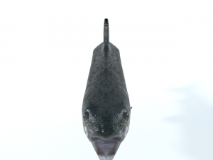 trout 3D Model