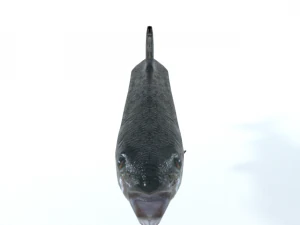trout 3D Model