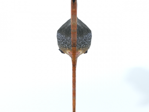 trout 3D Model
