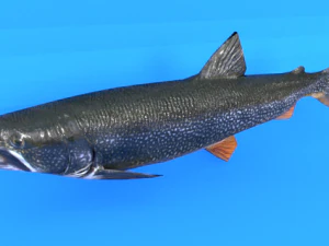trout 3D Model