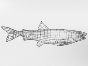 trout 3D Model