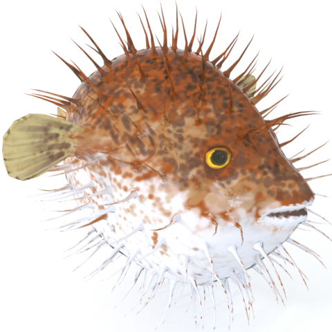 blowfish 3D Модель .c4d .max .obj .3ds .fbx .stl .blend 