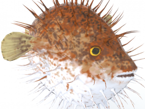 blowfish 3D Model
