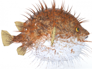 blowfish 3D Модель