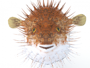 blowfish 3D Модель