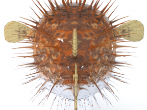 blowfish 3D Модель