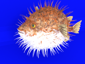 blowfish 3D Модель