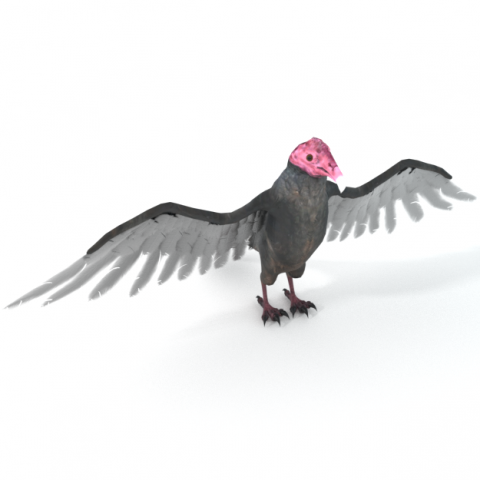 turkey buzzard Modelo 3D .c4d .max .obj .3ds .fbx .stl .blend 