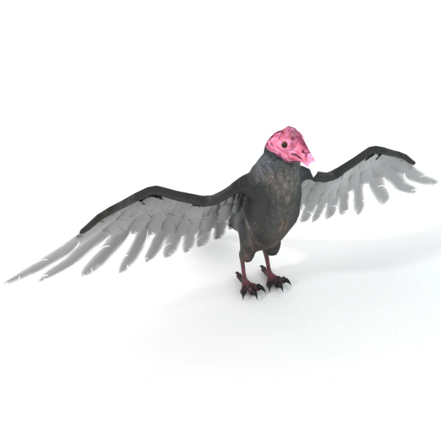 turkey buzzard 3D Model .c4d .max .obj .3ds .fbx .stl .blend 