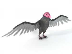 poiana di tacchino Modello 3D