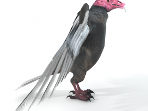 turkey buzzard Modelo 3D