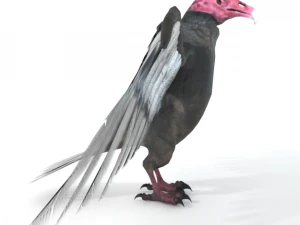 turkey buzzard 3D Model