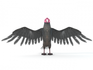 turkey buzzard Modelo 3D