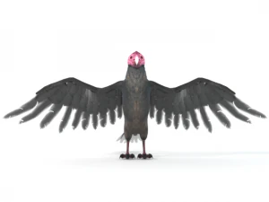 turkey buzzard 3D Model