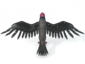 turkey buzzard Modelo 3D