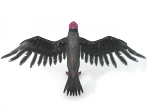 turkey buzzard 3D Model