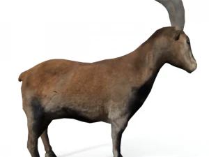 goat mammal 3D Model