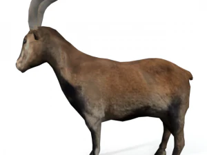 goat mammal 3D Model