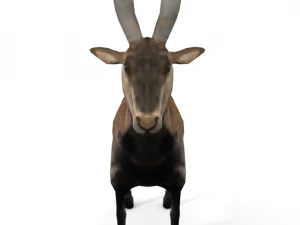 goat mammal 3D Model