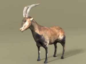 goat mammal 3D Model