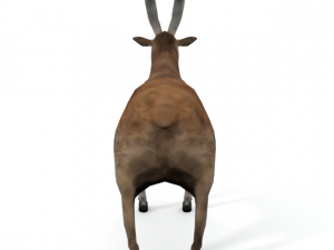 goat mammal Modello 3D
