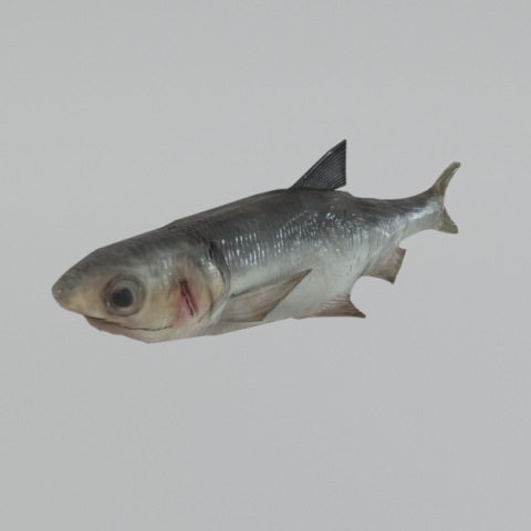 anchovy 3Dモデル .c4d .max .obj .3ds .fbx .stl .blend 