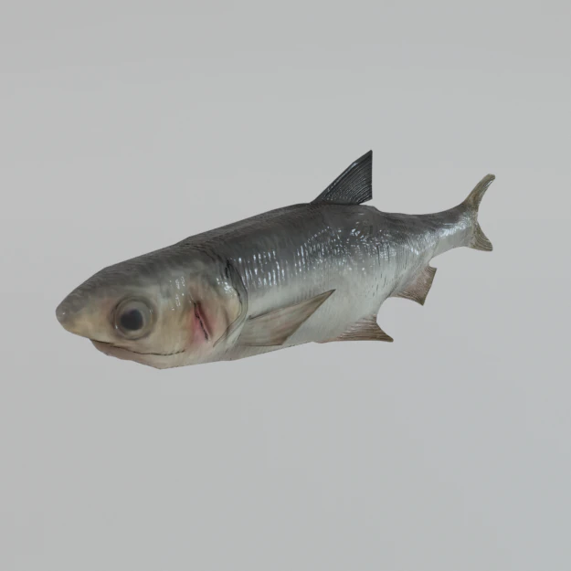 anchovy 3D Model .c4d .max .obj .3ds .fbx .stl .blend 