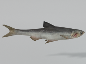 anchovy 3Dモデル