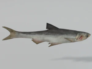 anchovy 3D Model