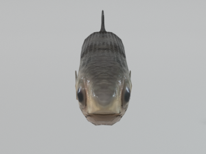 anchovy 3Dモデル