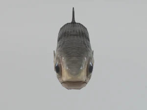 anchovy 3D Model