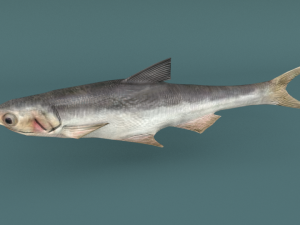 anchovy 3Dモデル
