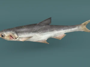 anchovy 3D Model
