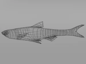 anchovy 3D Model