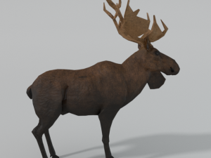 moose 3D मॉडल