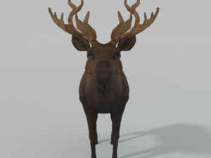 moose 3D मॉडल